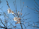 城峰公園の寒桜