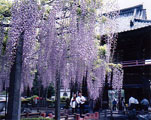長泉寺の花房の長い藤